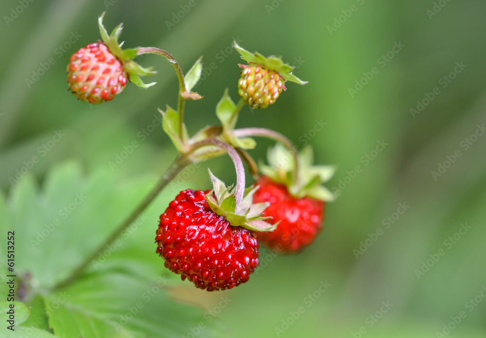 Wild strawberry Wild strawberry