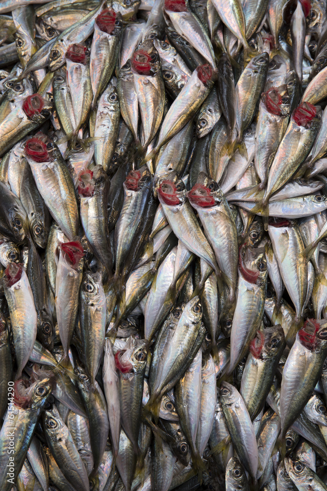 Horse mackerels on a street fish bazaar stand in Istanbul, Turke Horse mackerels on a street fish bazaar stand in Istanbul, Turke