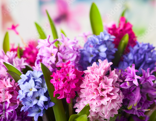 Photos Multicolored hyacinths
