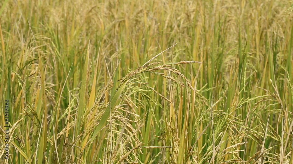 Close up of paddy rice field with wind blow