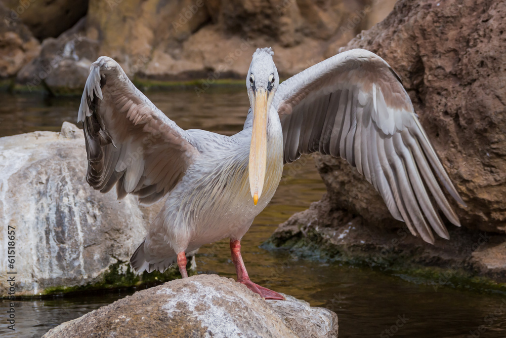 Obraz premium Pelican on the rock