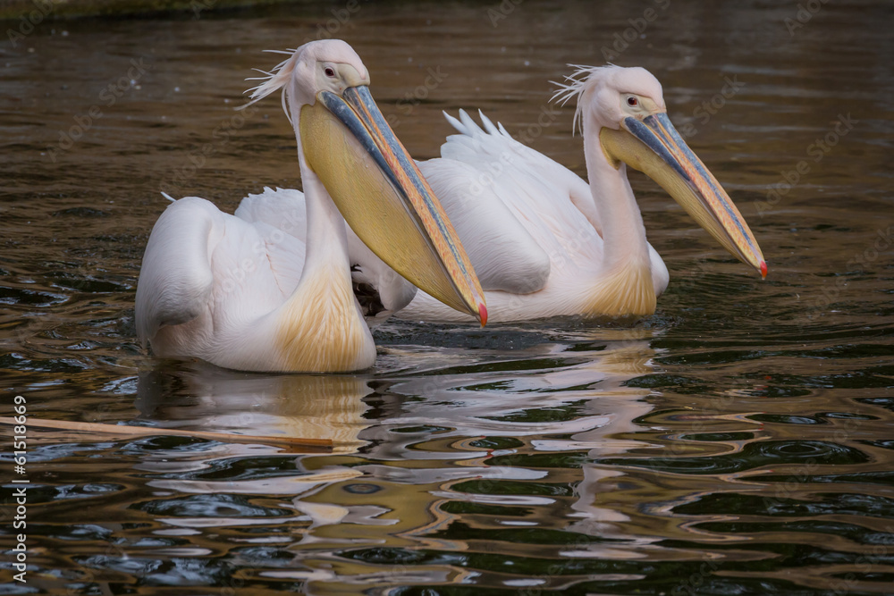 Swimming pelicans Swimming pelicans