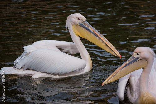 Swimming pelicans