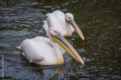 Swimming pelicans