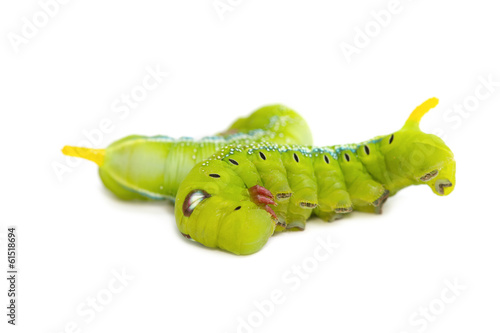 Hornworm,Green caterpillar