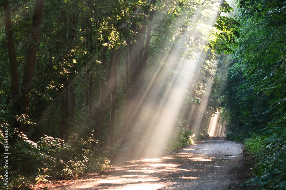 Obraz premium forest smog