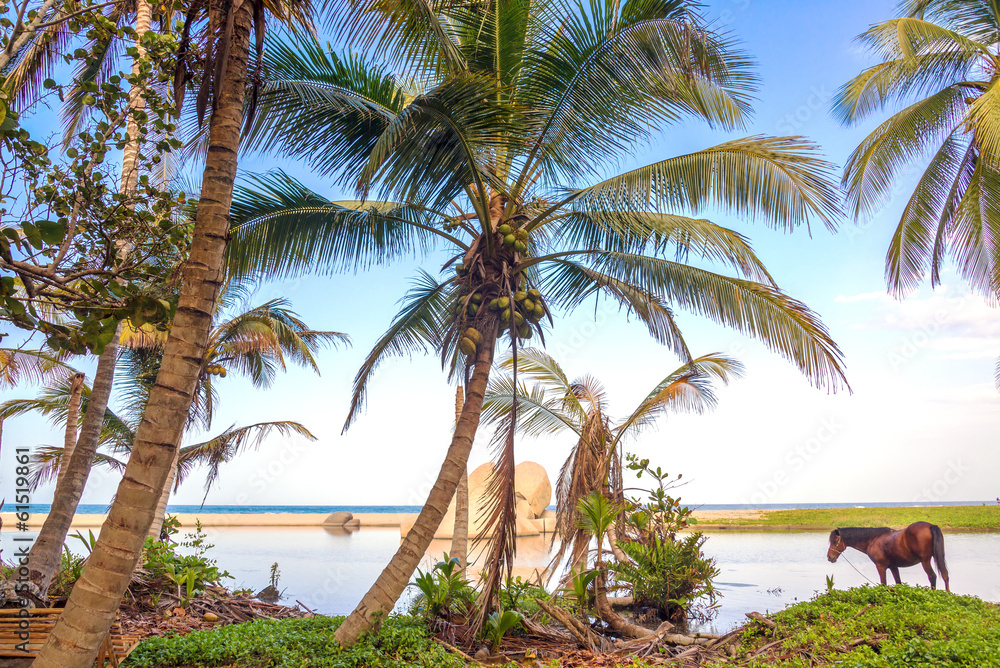 Palm Trees and Horse