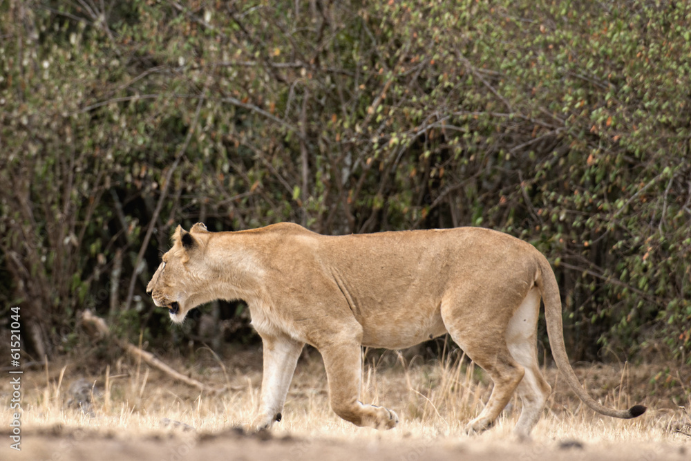 African lioness African lioness