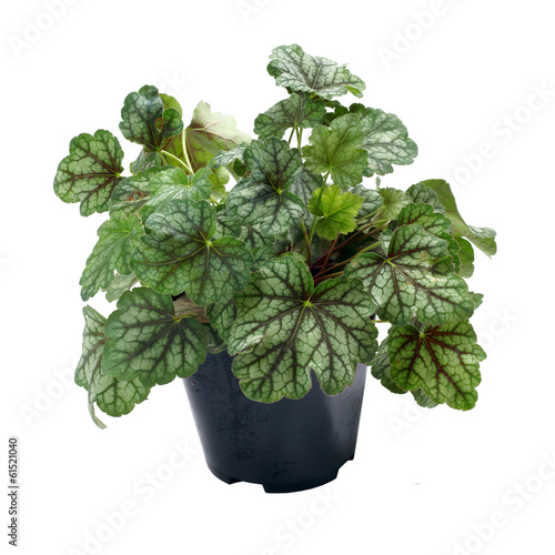 Heuchera Green Spice