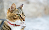 Portrait of beautiful green eyed cat with blurred background