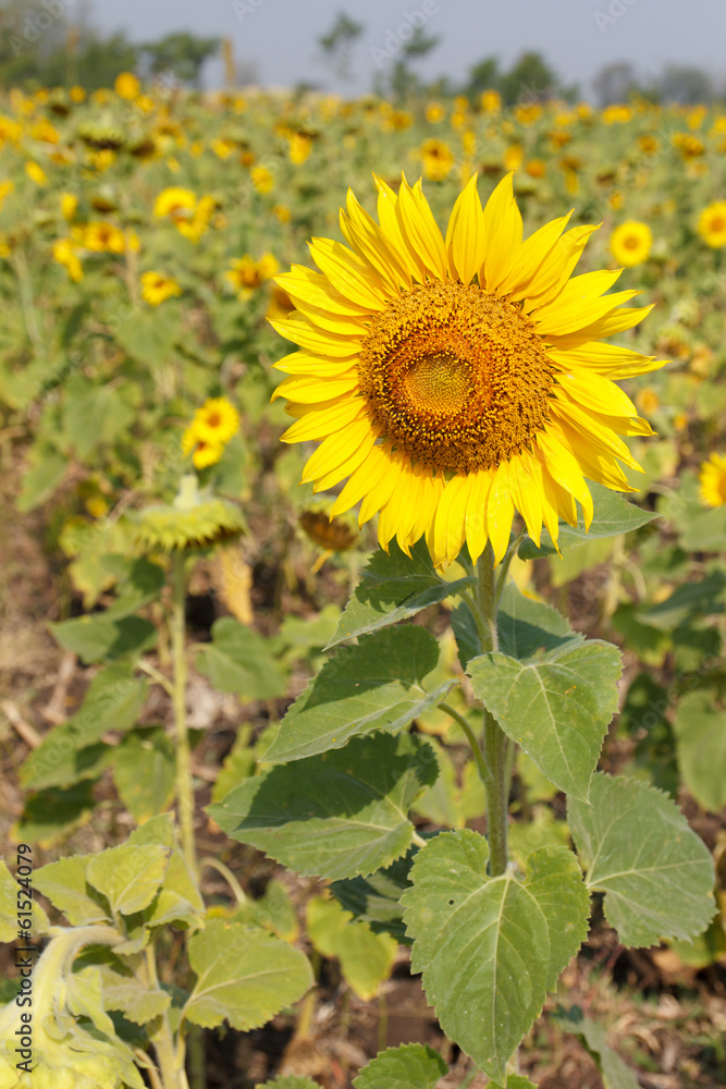 Fototapeta premium sunflower