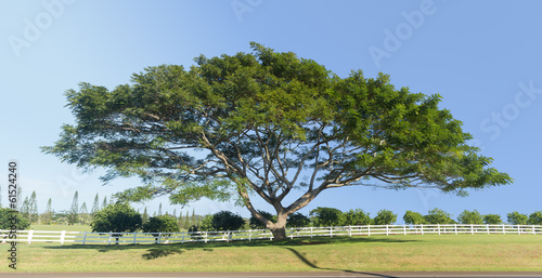 Large acacia or koa tree Kauai photo