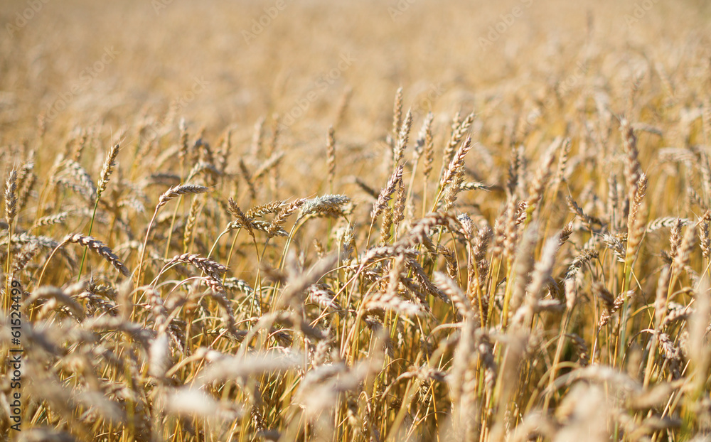 Fototapeta premium Yellow grain ready for harvest