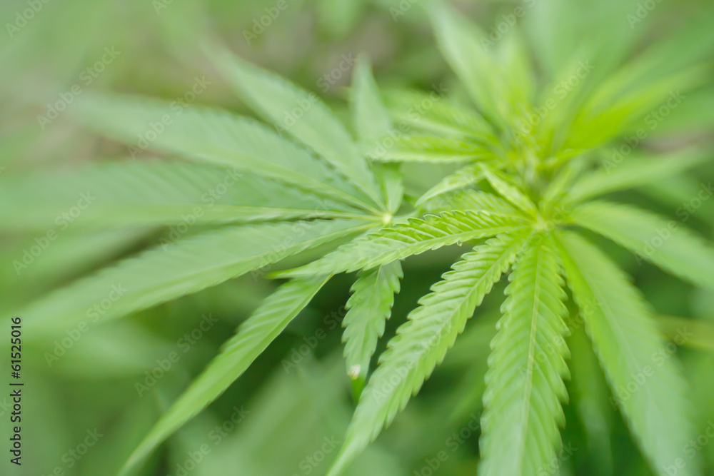 cannabis cannabis
