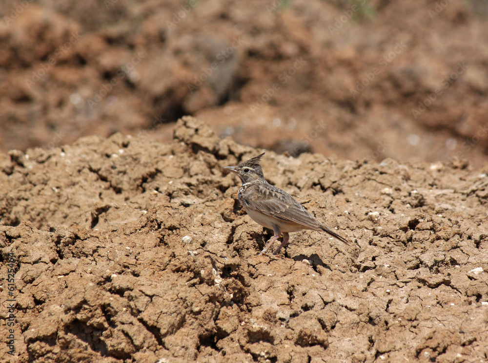 lark sitting on dry ground