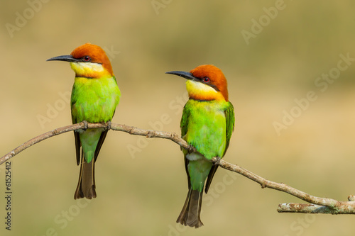 Couple Chestnut-headed Bee-eater