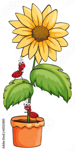 A sunflower with two ants