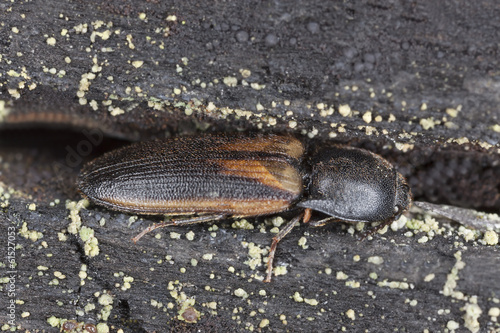 Click beetle  Ampedus tristis on burnt pine  macro photo