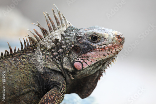 Iguana