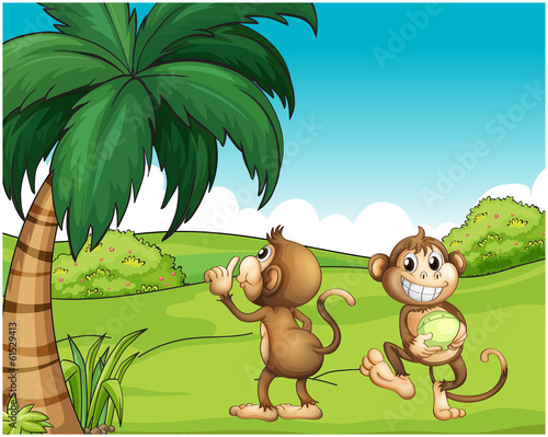 Two monkeys near the coconut tree