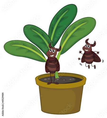 A plant with two playful insects