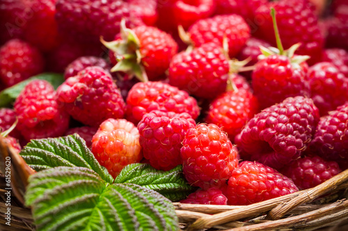 Closeup of freshly picked raspberries in the basket