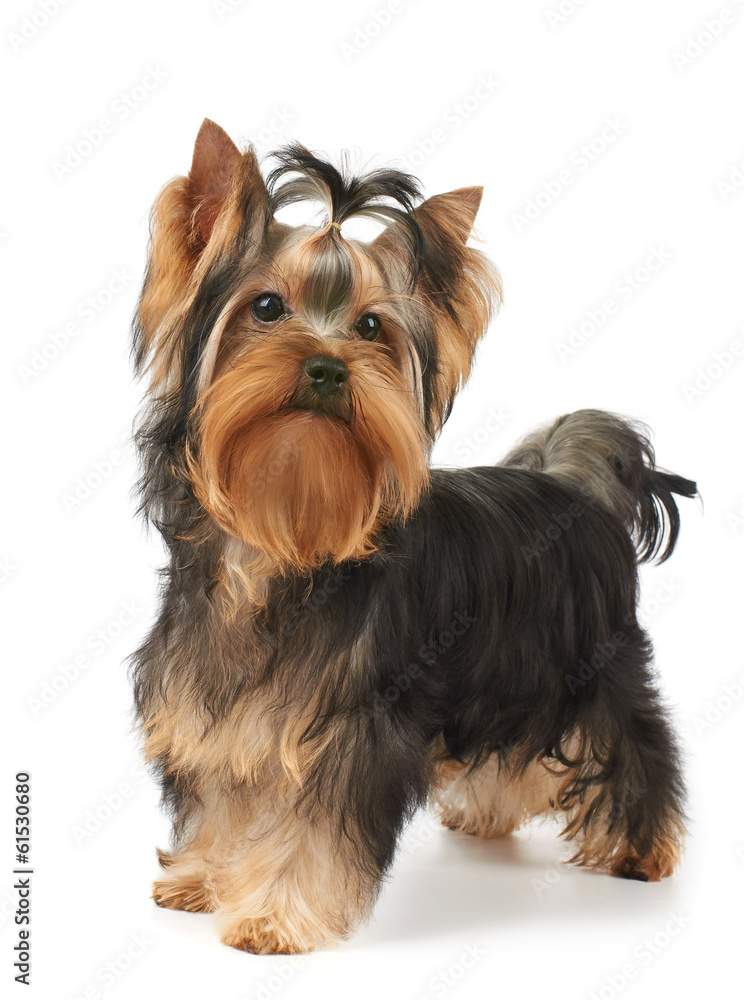 Puppy of show class stands on white background Puppy of show class stands on white background