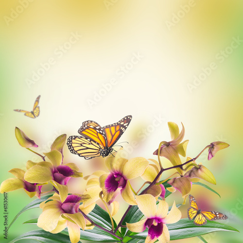 Fototapeta Naklejka Na Ścianę i Meble -  Floral background of tropical orchids and  butterfly