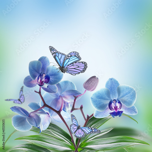 Fototapeta Naklejka Na Ścianę i Meble -  Floral background of tropical orchids and  butterfly