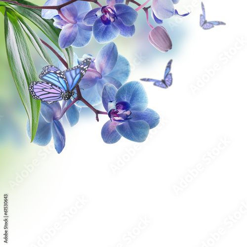 Fototapeta Naklejka Na Ścianę i Meble -  Floral background of tropical orchids and  butterfly