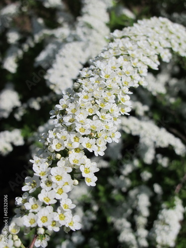 Spiraea x cinerea "Grefsheim" flowers in the spring garden