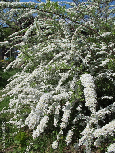 Spiraea x cinerea 