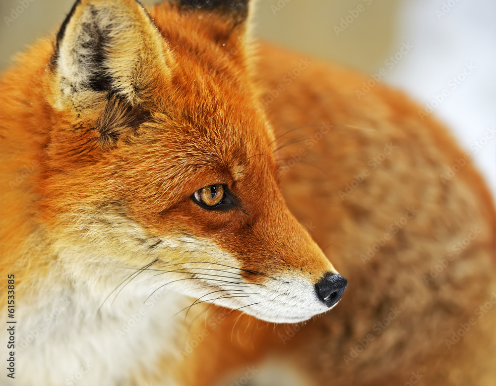Portrait Foxes