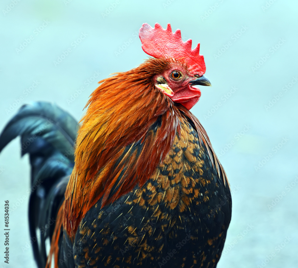Portrait pet rooster on the farm