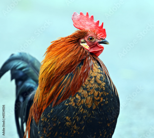 Obraz na płótnie Portrait pet rooster on the farm w salonie