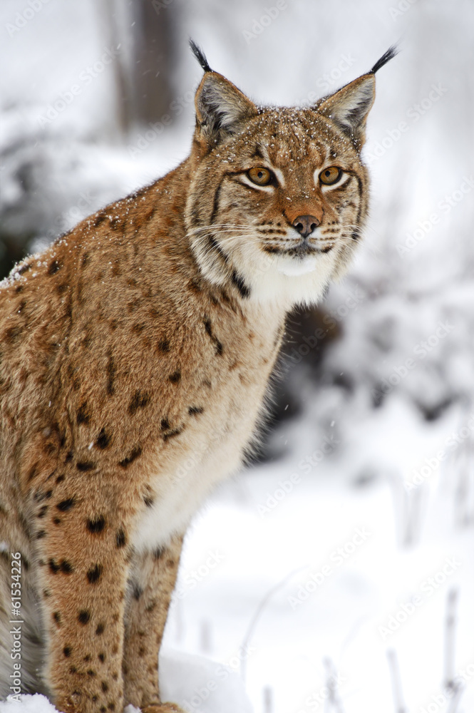 Naklejka premium Winter Lynx