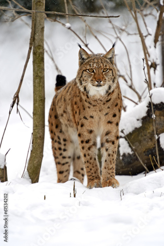 Winter Lynx © kyslynskyy