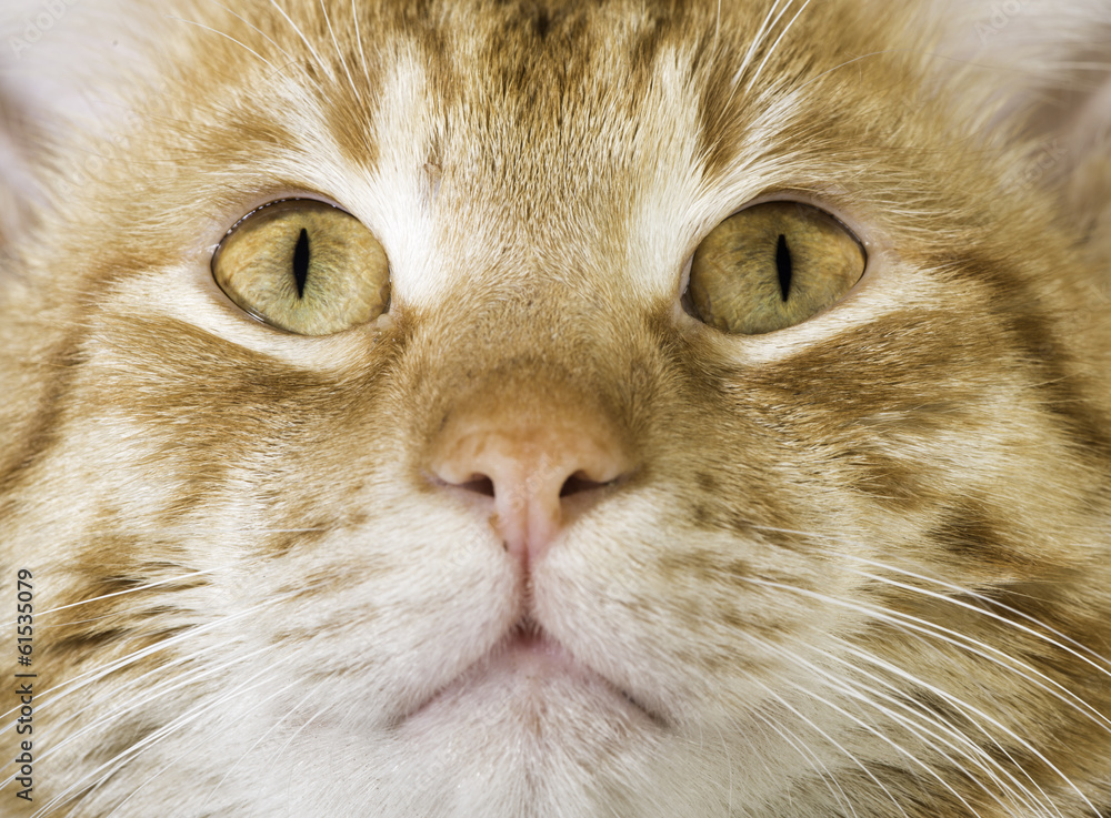 Orange cat close up eyes Orange cat close up eyes