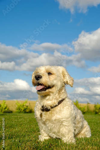 Happy Bichon Havanais dog © Lars Christensen