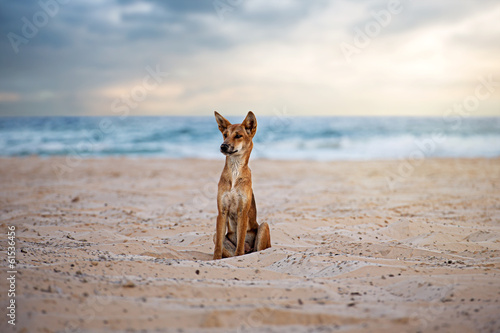 Foto Dingo