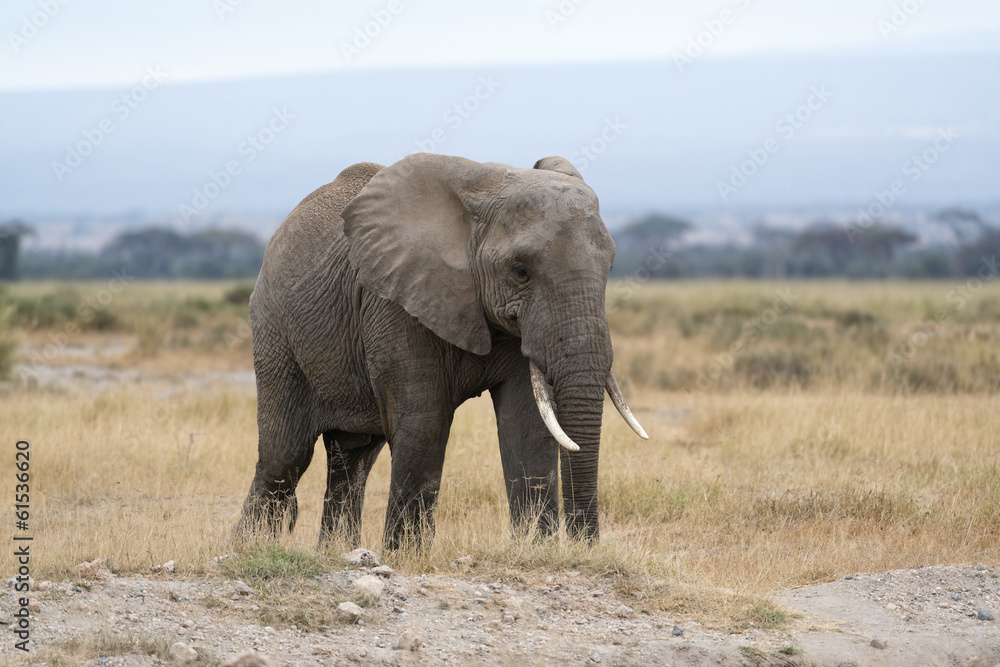 Obraz premium Dorosły słoń afrykański, samica