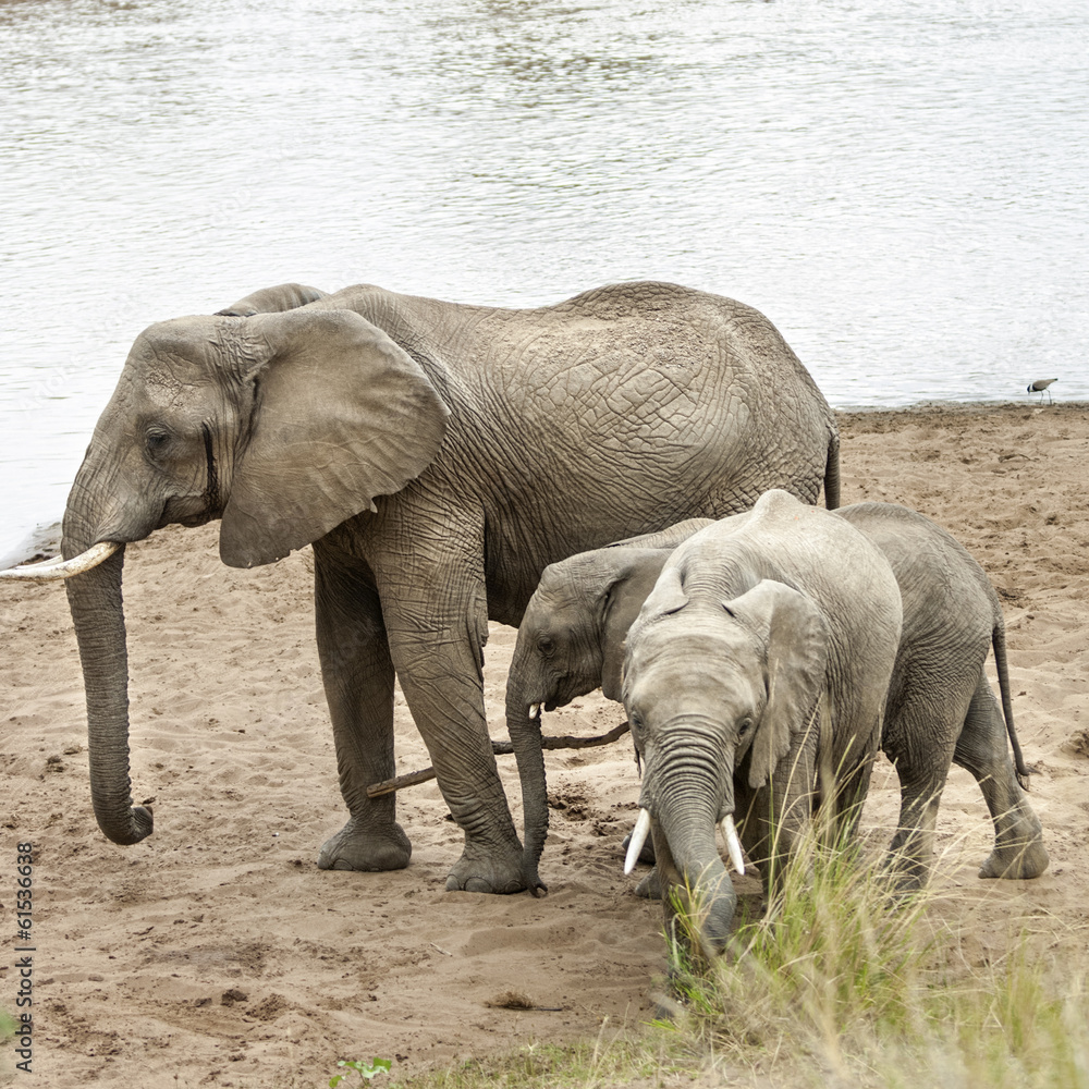 African Bush Elephants ashore of Mara river