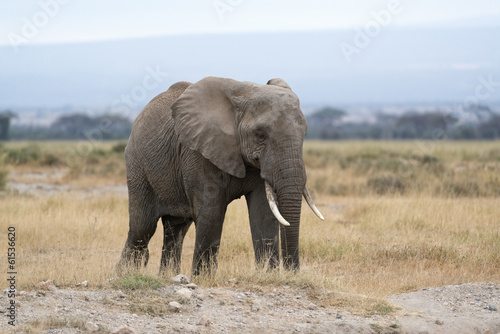Adult African Bush Elephant  female