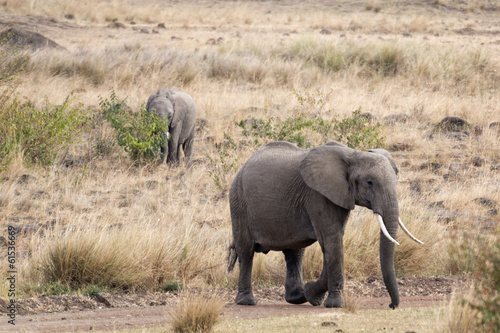 Pair of African bush elephant  Loxodonta africana    Kenya