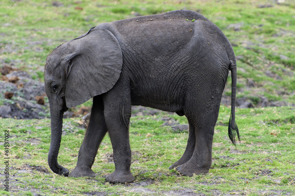 Elefantenkalb im Chobe-Park, Botswana