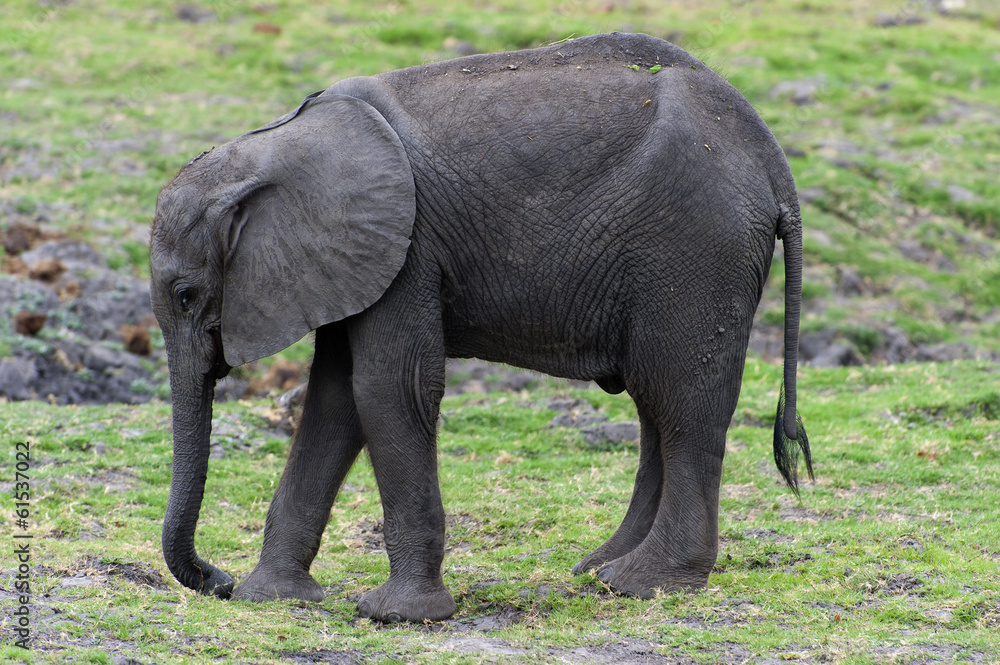 Obraz premium Elefantenkalb im Chobe-Park, Botswana