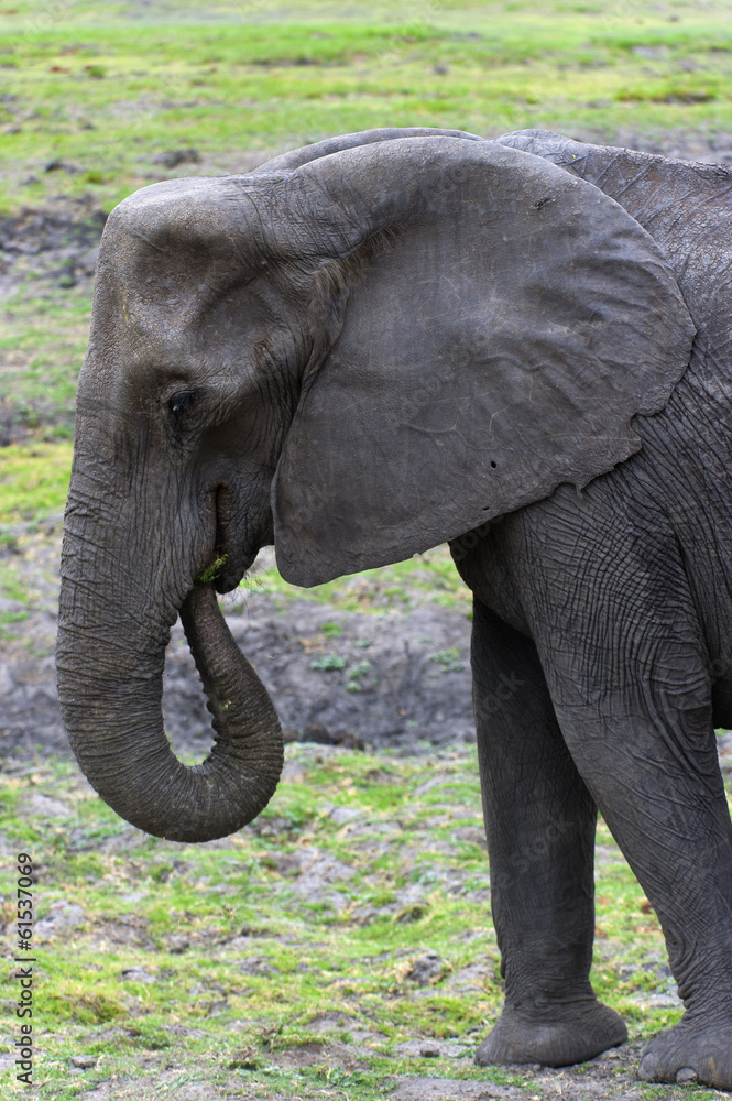Fototapeta premium Fressender Elefant im Chobe-Park, Botswana