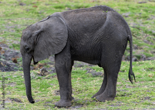 Elefantenkalb im Chobe-Park  Botswana