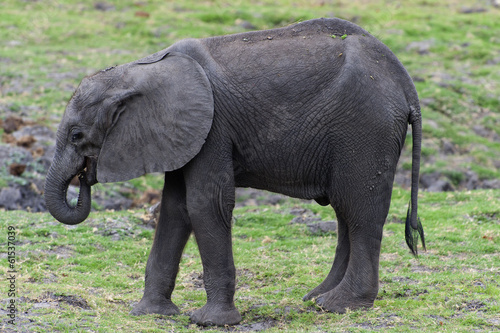 Elefantenkalb im Chobe-Park  Botswana