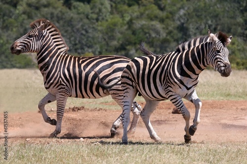 Zebra Males
